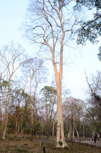 森林中的光秃树木景观