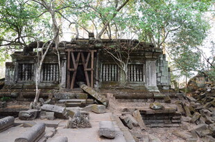 古老废墟被树木缠绕