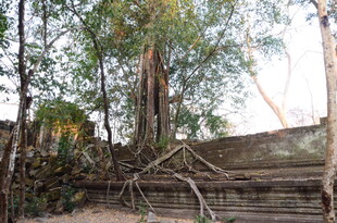 古老树根缠绕的废弃台阶