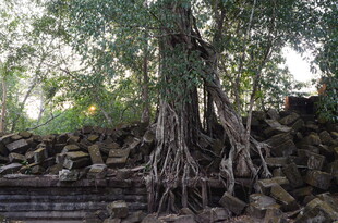 古树下缠绕的古老石墙遗迹