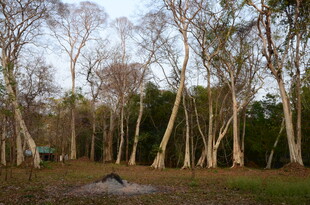 林间开阔地 静谧自然景