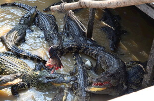 群鳄聚集在水中场景