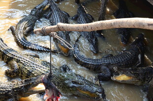 水中群聚的鳄鱼及树枝