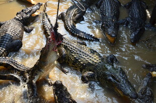 群鳄争抢食物场景