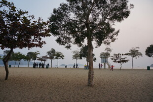 海边沙滩树木休闲场景