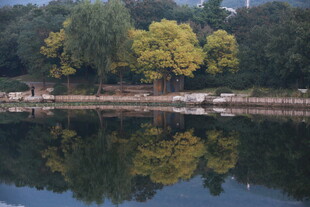 湖畔秋景 树影倒映于湖面
