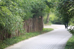 林间幽静小路