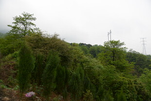 山坡绿植风景