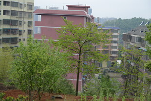 城市中绿树与建筑景观