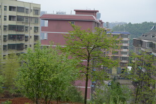 城市中绿树环绕的建筑群