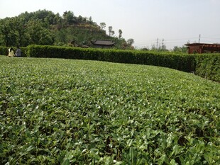 翠绿茶园风光