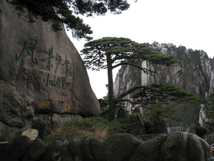黄山奇松屹立于峭壁间