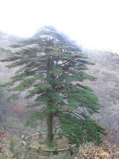 山间挺拔松树