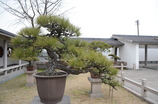 庭院中的精致盆景