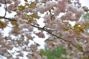 烂漫樱花枝头绽放