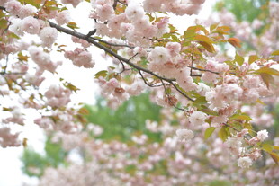 盛开的粉色樱花枝