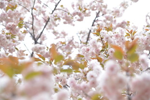 春日烂漫樱花枝头绽放