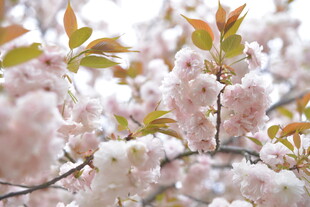 春日烂漫樱花枝头绽放