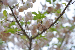 枝头绽放的粉嫩樱花