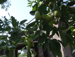 枝头挂果的繁茂绿树
