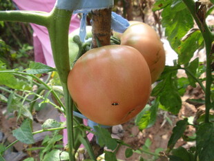 藤上双生的饱满西红柿