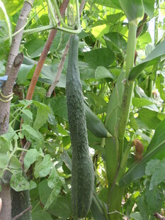 藤蔓上的鲜嫩黄瓜