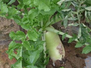 田间生长的新鲜莴笋