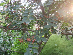 阳光下的果树与累累果实