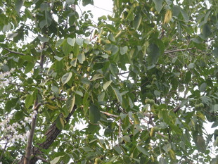 繁茂绿树 枝叶葱茏