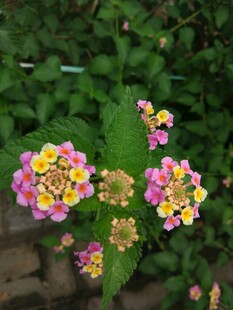 多彩马缨丹绽放