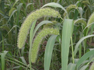 田野中的饱满谷穗
