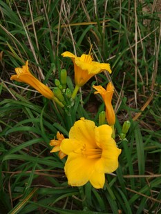 绽放的黄色娇艳小花