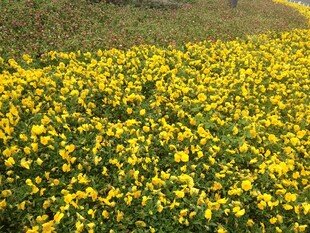 金黄花海 春日烂漫景致