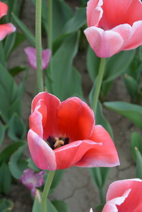 娇艳绽放的红色郁金香