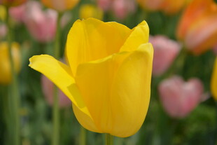 黄色郁金香绽放花丛中