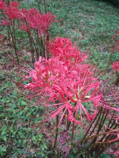 艳丽彼岸花绽放于草地