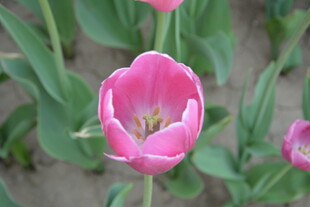 娇艳粉色郁金香绽放