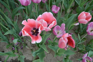 娇艳粉色郁金香绽放