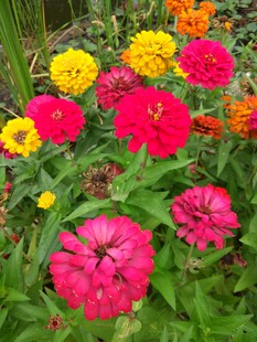 多彩百日菊绽放生机