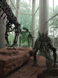 博物馆中的恐龙化石骨架