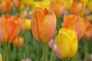 多彩郁金香花海