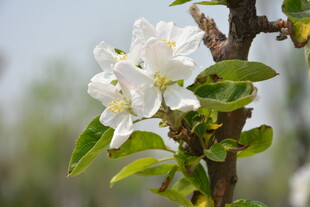 枝头绽放的洁白苹果花