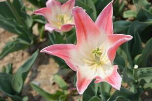 粉色条纹郁金香绽放