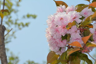 枝头绽放的粉嫩樱花