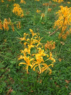 金黄萱草绽放于绿野