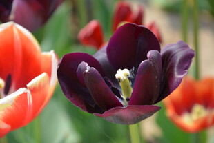 多彩郁金香绽放