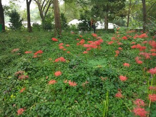 林间绽放的艳丽红色花朵