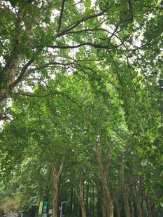 茂密树林绿意盎然