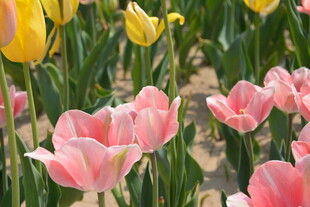 粉色黄色郁金香花海