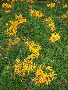 金黄萱草绽放于绿草地